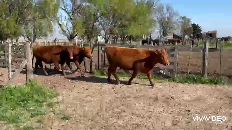 Lote 18 Vaquillonas C/ gtia de preñez en Cañuelas, Buenos Aires
