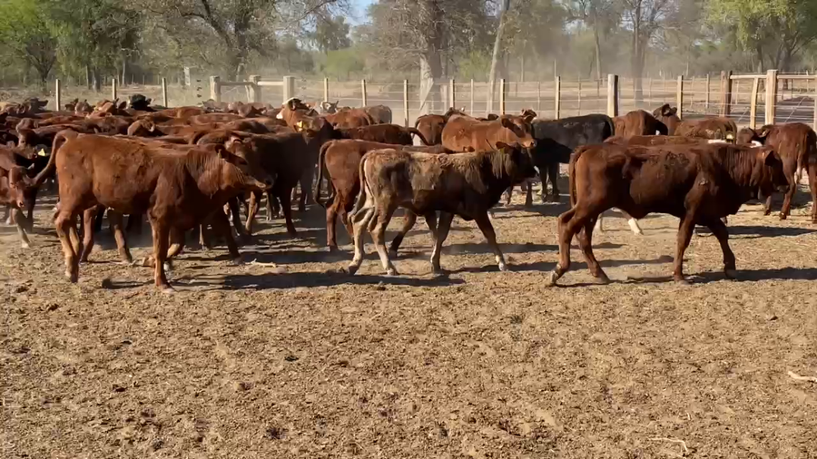 Lote 140 Terneras en Laguna Yema, Formosa