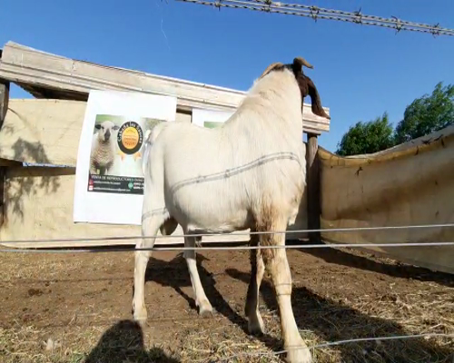 Lote lote 23 CABAÑA LOS SAUCES - rp 110 macho boer