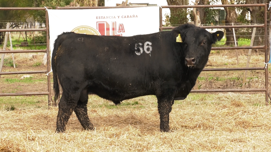 Lote TOROS ANGUS NEGROS  PC