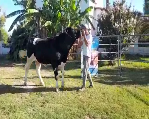 Lote Guiliano Toro Alan