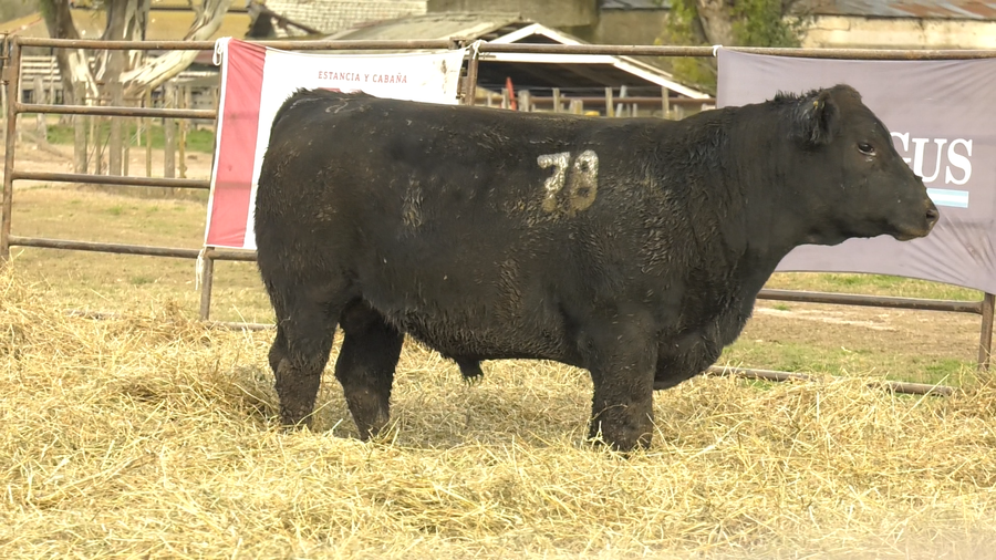 Lote TOROS ANGUS NEGROS  PC
