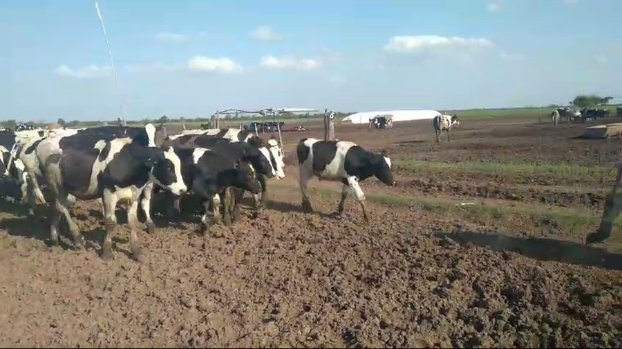 Lote 58 NOVILLITOS HOLANDO ARGENTINO EN MORTEROS, CORDOBA