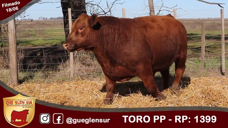 Lote Toro PP