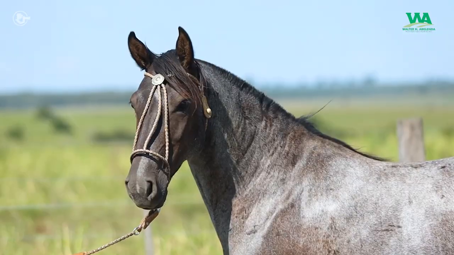 Lote LA ROSADA JULIANA