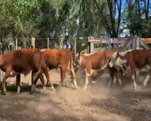 Lote 8 Terneros en Gral. Lamadrid, Buenos Aires