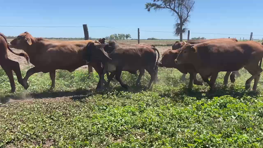 Lote 85 Novillitos en Ibarreta, Formosa