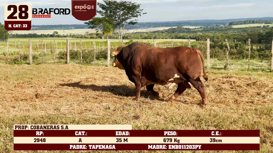 Lote LOTE 28