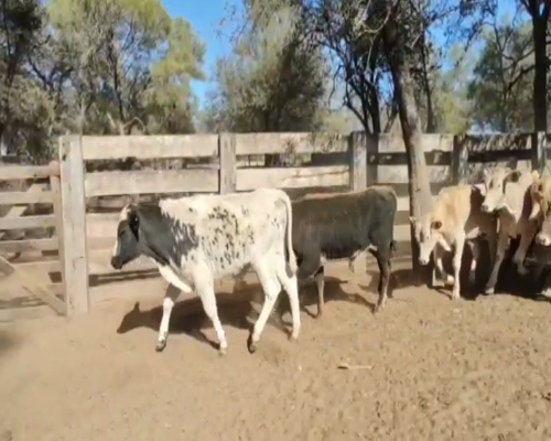 Lote 75 Terneros/as en Monte Quemado, Santiago del Estero