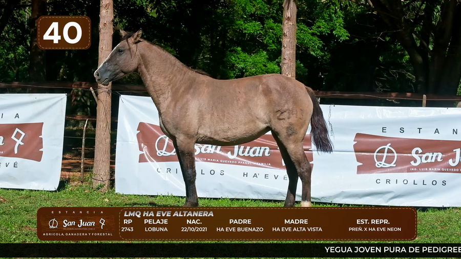 Lote LOTE 40
