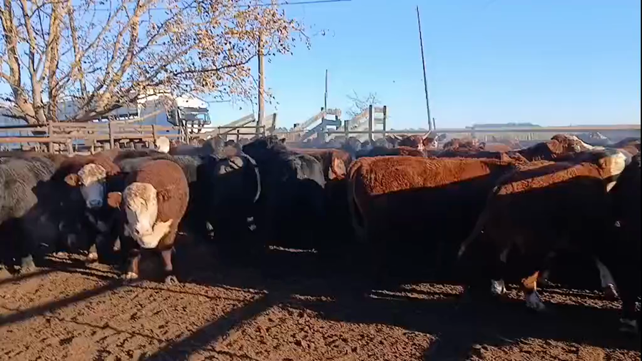 Lote 120 Novillos en Maria Teresa, Santa Fe