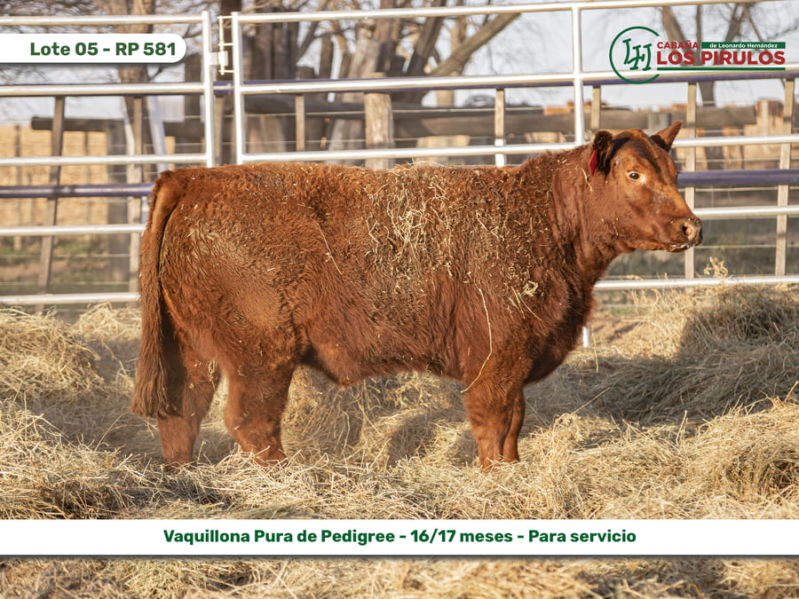 Lote VAQUILLONAS PURAS DE PEDIGREE