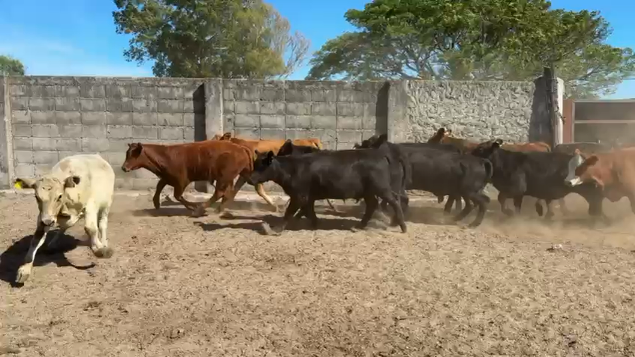 Lote TERNEROS