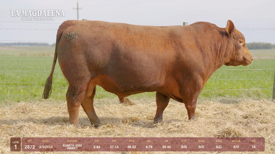 Lote Lote 1 - Angus