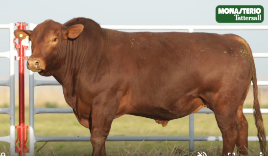 Lote TOROS GENERALES, CONTROLADOS Y REGISTRADOS