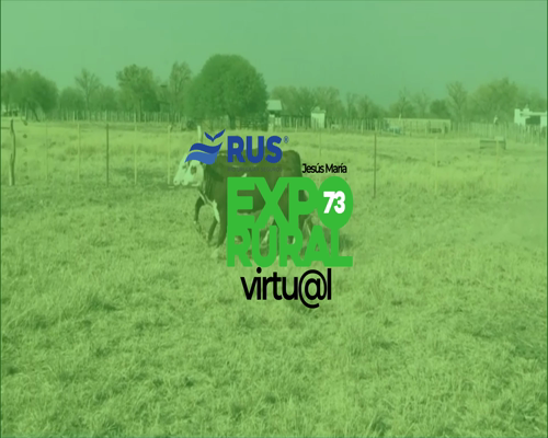 Lote VAQ BRAFORD PREÑADA GEN. INT.