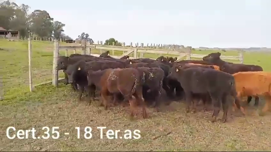 Lote 18 TERNERAS