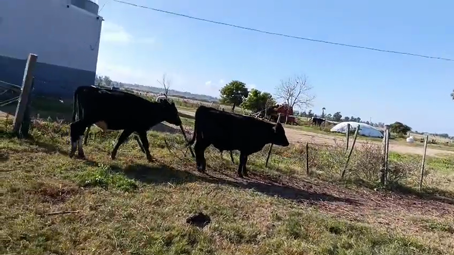 Lote 3 Novillos a remate en Pantalla Especial de Otoño, San José