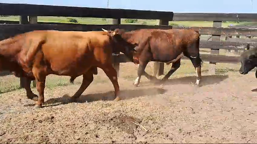 Lote 7 Terneros CR AA a remate en Pantalla Camy en Boca del Rosario