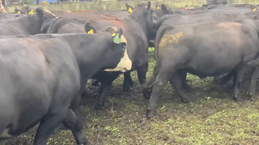 Lote 55 Novillo Engorda en Río Bueno, XIV Región Los Ríos