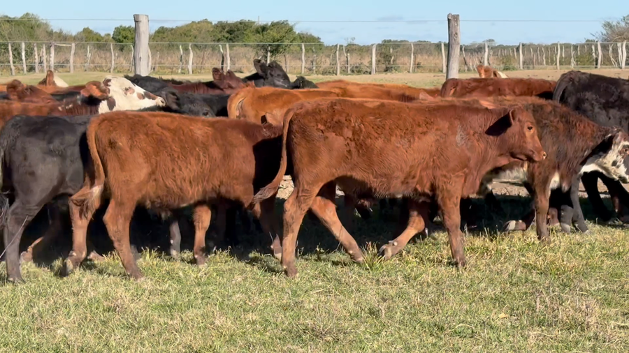 Lote 123 Terneros/as en Corrientes, Saladas