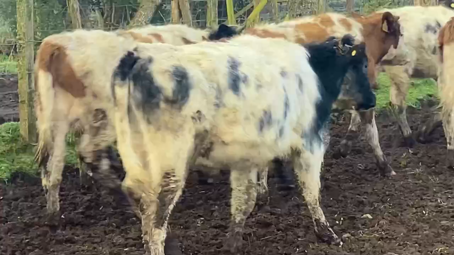 Lote 43 Ternero en Purranque, X Región Los Lagos