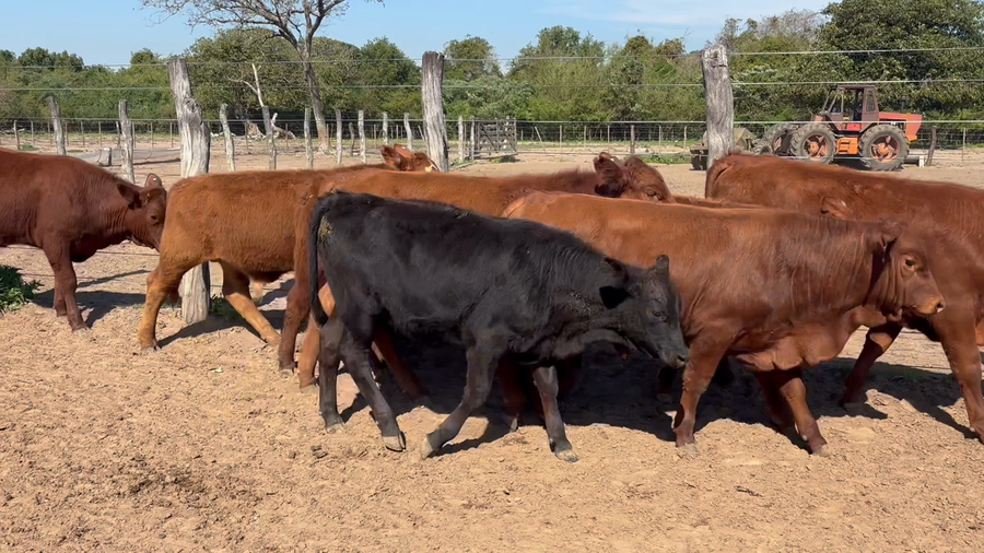 Lote 100 Terneros/as en Corrientes, San Miguel