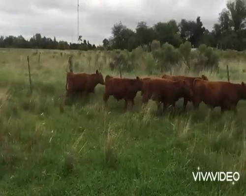 Lote 19 Terneros en Brandsen, Buenos Aires