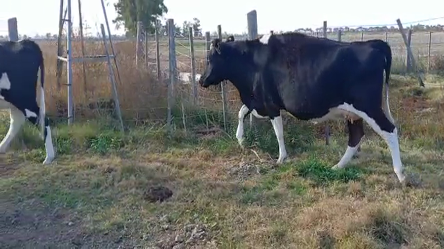 Lote El Cardenal - Vaquillonas Preñadas