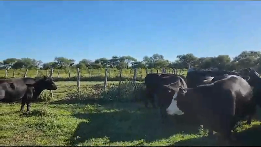 Lote 11 Vacas de invernar en Conscripto Bernardi, Entre Ríos