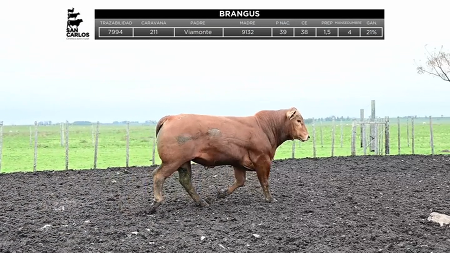 Lote Toros a remate en La Magdalena y San Carlos, Artigas