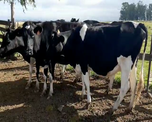 Lote 4 Vaquillonas  HOLANDO 450kg - , San José