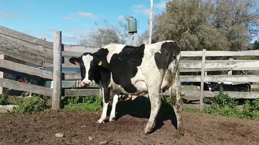 Lote (Vendido)Vaquillonas 1 a 2 años HOLANDO a remate en 5to remate por pantalla ENTRE MARTILLOS, San José