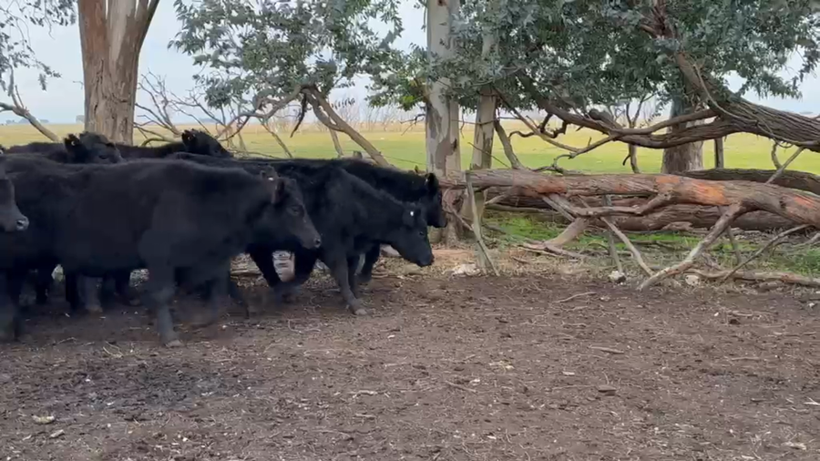 Lote 40 Novillitos en Olavarría