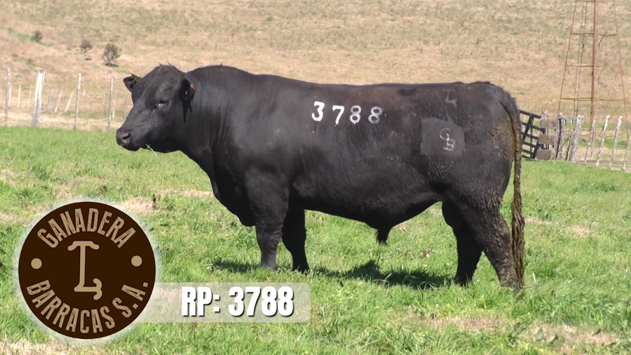 Lote (Vendido)Toros a remate en Ganadera Barracas S.A en Caraguata