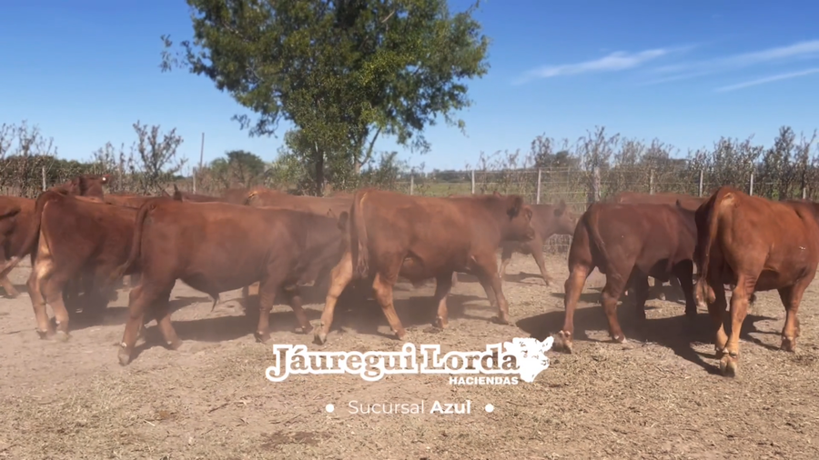 Lote 23 MEJ / Macho Entero Joven