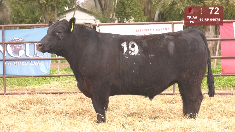 Lote TOROS ANGUS NEGROS  PC