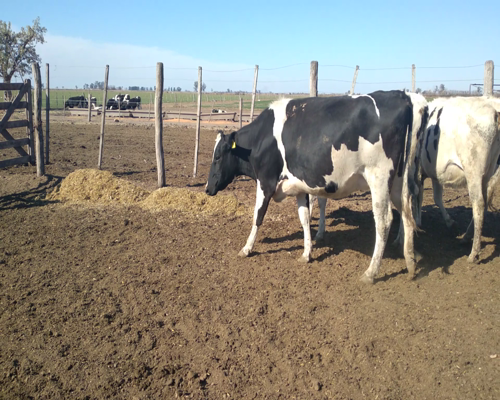 Lote VAQUILLONAS PREÑADAS