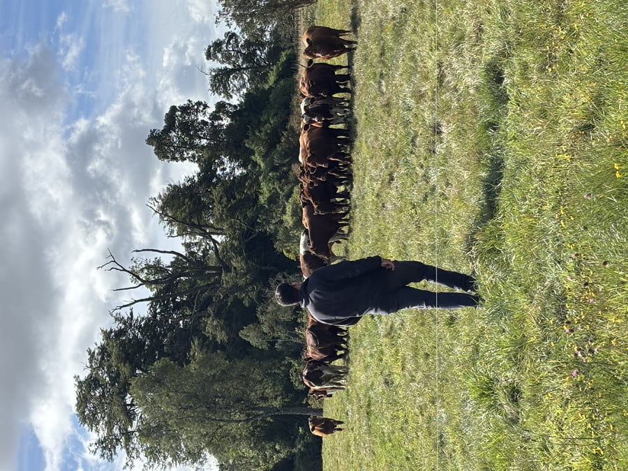 Lote 30 Novillo Engorda en Osorno, X Región Los Lagos