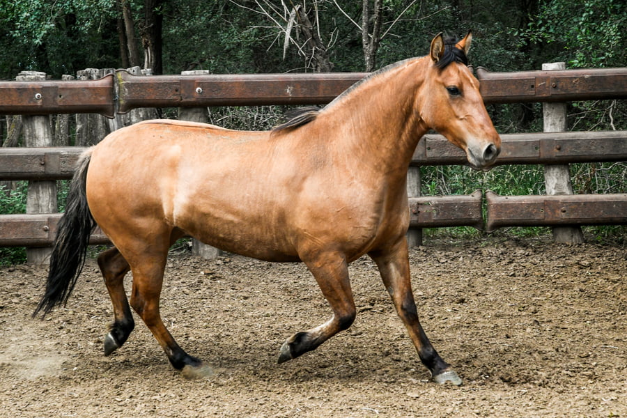 Lote TINAJERA ESTERILLA
