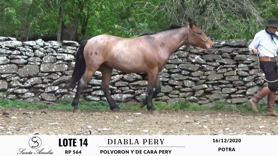 Lote DIABLA PERY