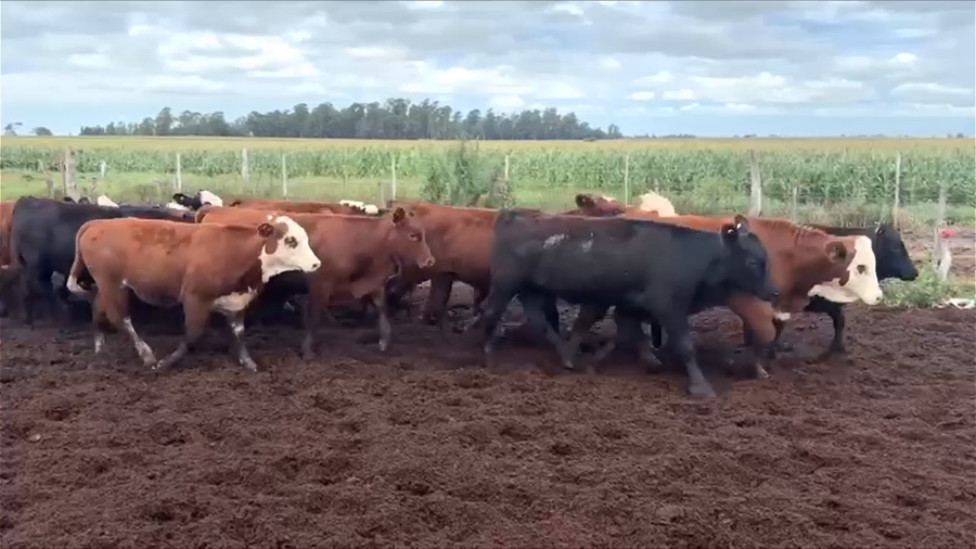 Lote 120 Terneras