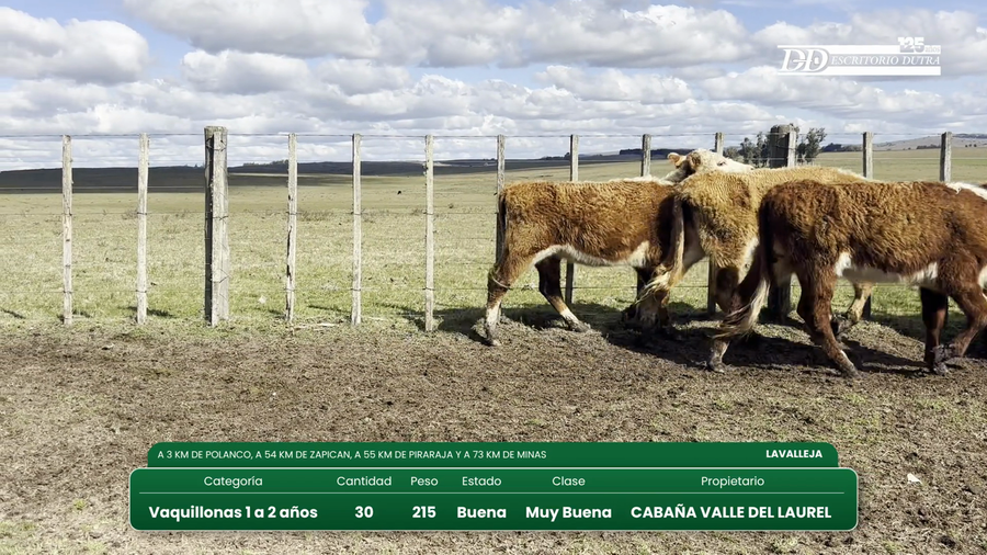 Lote 30 Vaquillonas 1 a 2 años a remate en Vientres Kiyu 215kg - , Lavalleja