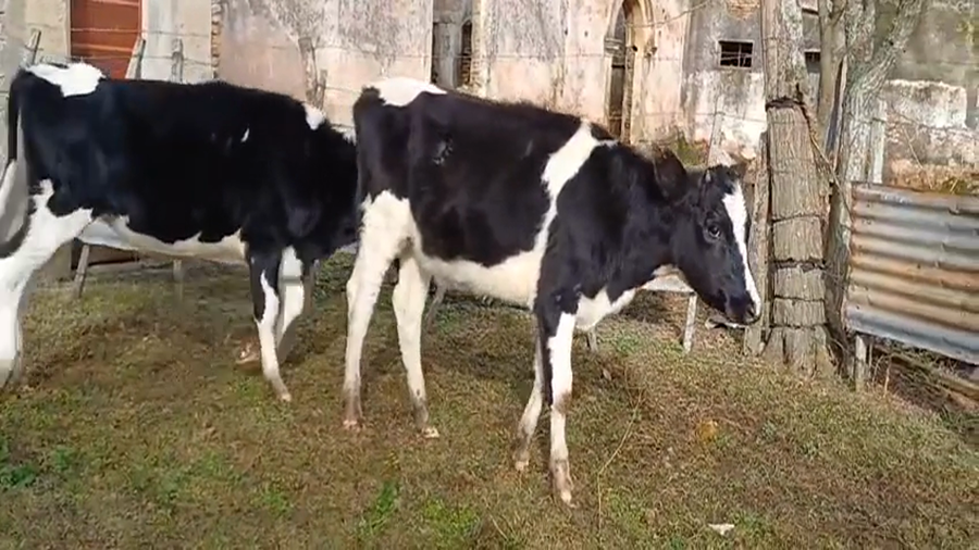 Lote 2 Vaquillonas  Holando a remate en #45 Pantalla Carmelo  300kg -  en Monzon