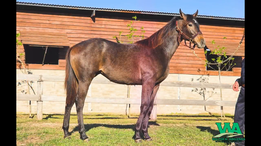 Lote QUEEN OF DAYMAN