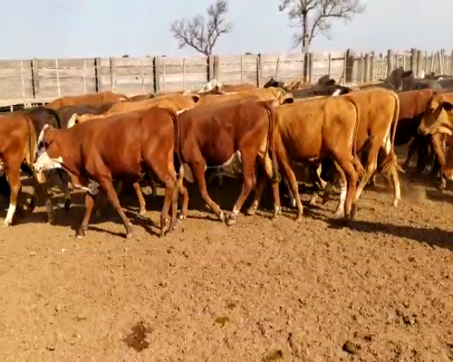 Lote 80 Novillitos en Tintina, Santiago del Estero