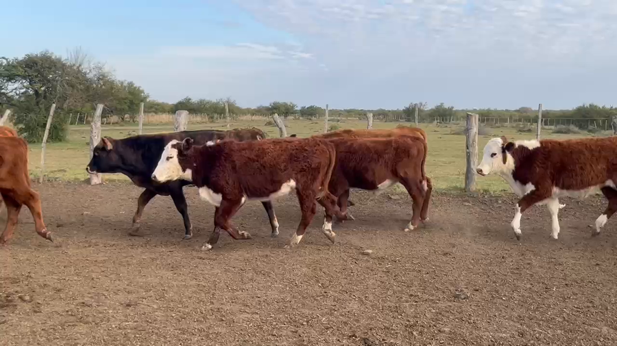 Lote 230 Terneros en Corrientes, Curuzú-Cuatiá