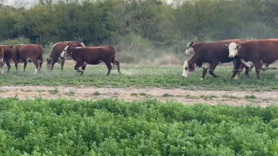 Lote 90 Vacas nuevas C/ gtia de preñez