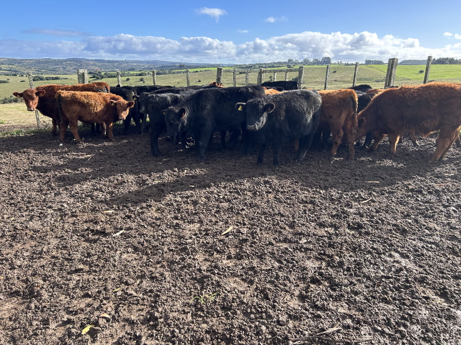 Lote Terneros