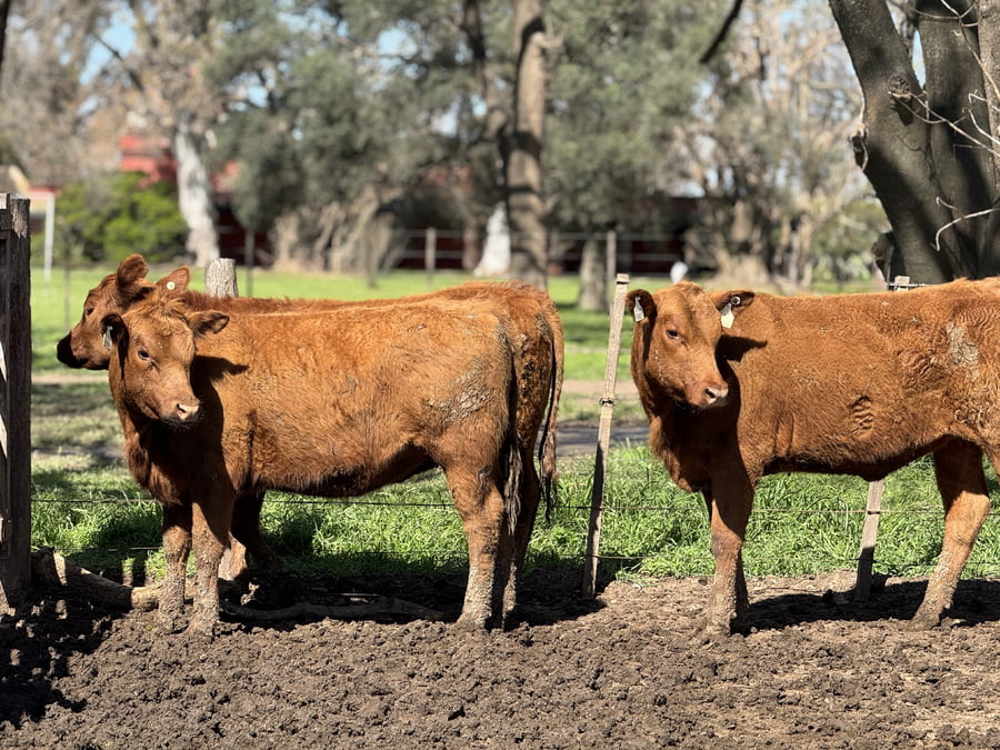 Lote 8 VAQUILLONAS A. ANGUS MAS - P/ SERVICO " CABAÑA LA SORPRESA"